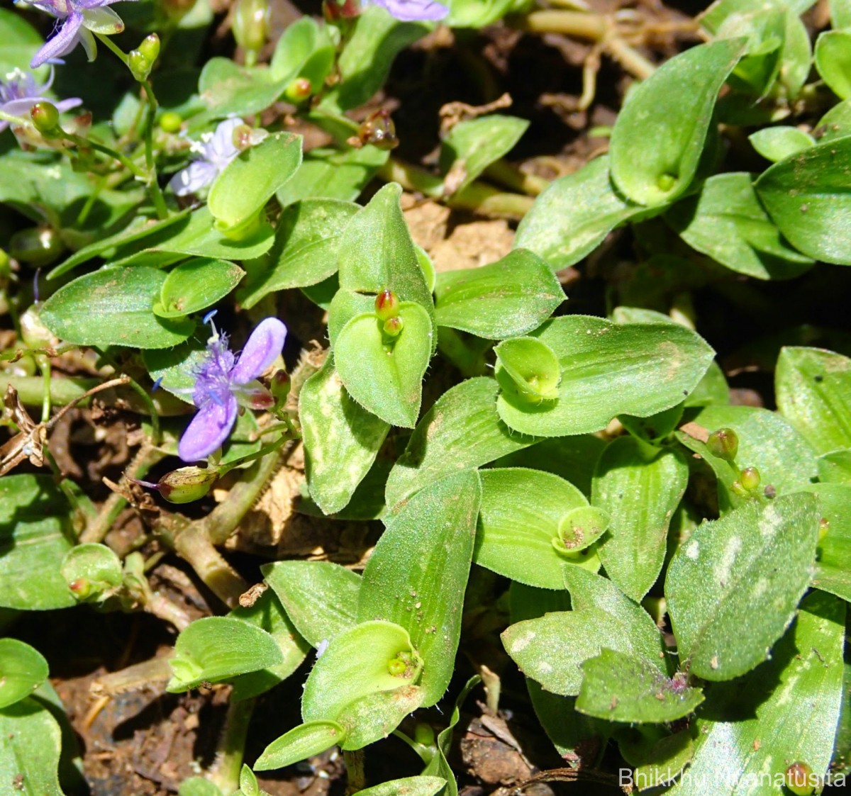 Murdannia spirata var. spirata (L.) G.Brückn.